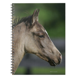 Carnet Headshot quart de poulain de cheval