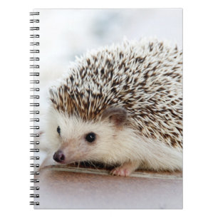 Carnet Hérisson mignon de bébé