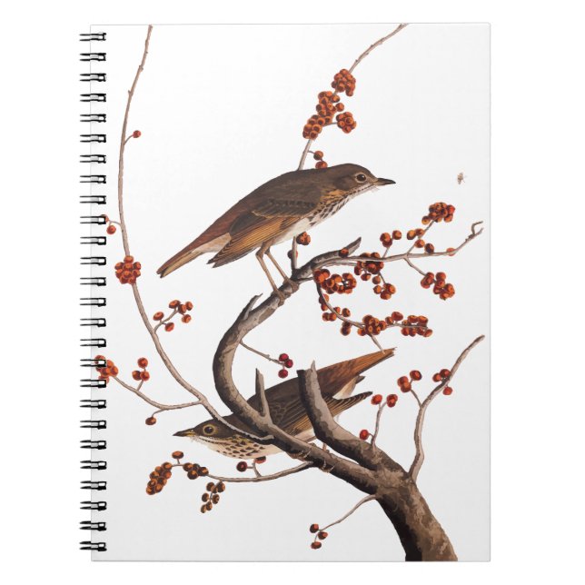 Carnet Hermite Grive Audubon Oiseau aux baies rouges (Devant)