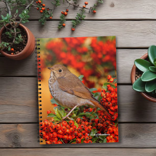 Carnet Hermite Thrush Songbird sur araignée de feu