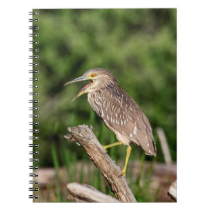 Carnet Héron de nuit couronné par noir juvénile