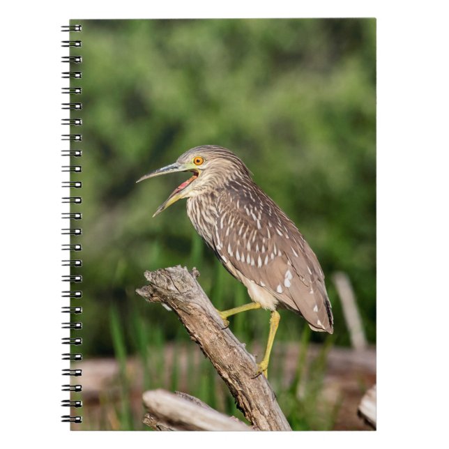 Carnet Héron de nuit couronné par noir juvénile (Devant)