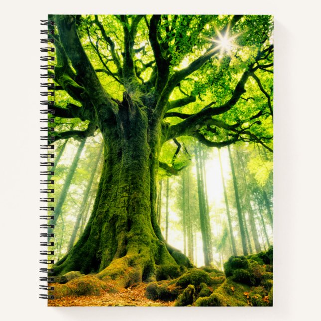 Carnet Hêtre de Ponthus (Devant)