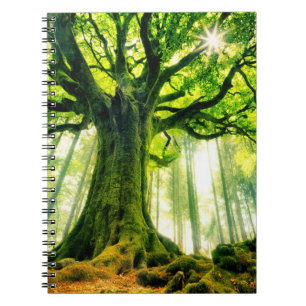 Carnet Hêtre de Ponthus