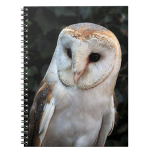 Carnet Hibou de grange blanc