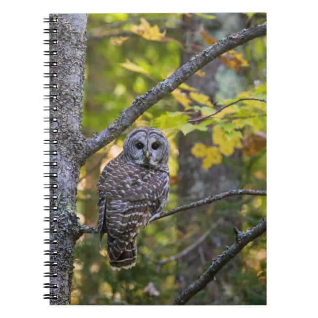 Carnet Hibou moyen-duc en automne | Comté d'Alger, MI (Devant)