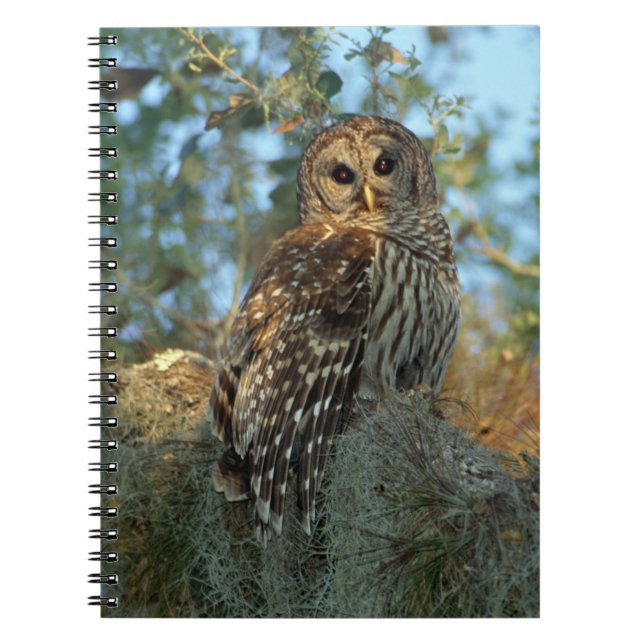 Carnet Hibou moyen-duc perché dans de la mousse d'Espagne (Devant)