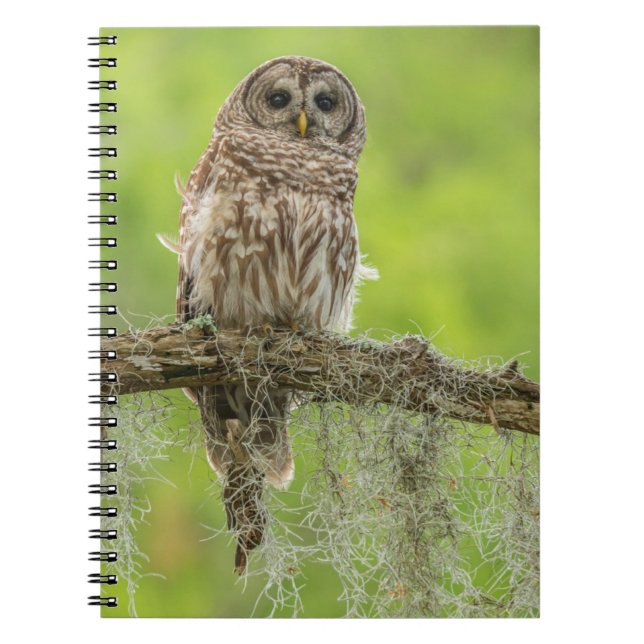 Carnet Hibou rayé sur branche d'arbre (Devant)