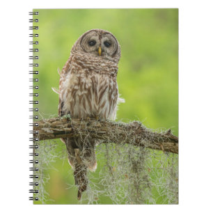 Carnet Hibou rayé sur branche d'arbre