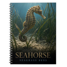 Hippocampe Herbiers de Posidonie Faune ANIMAL