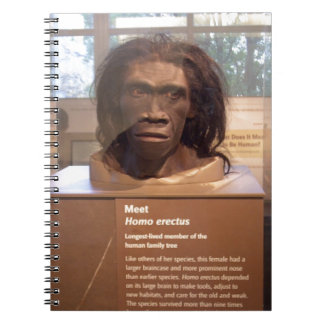 Carnet Homo erectus ; objet exposé de musée