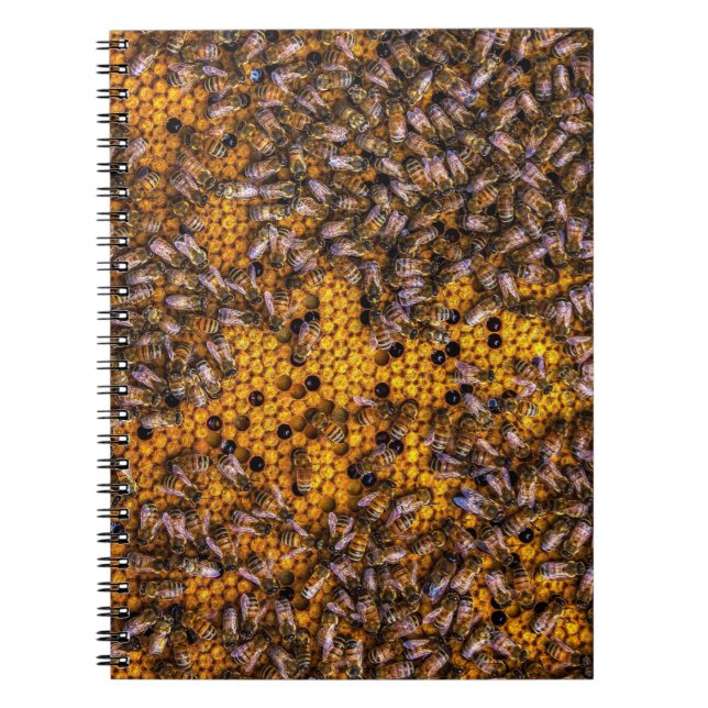 CARNET HONEY BEES (Devant)