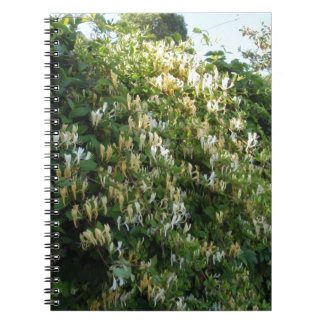 Carnet Honeysuckle On A Wall