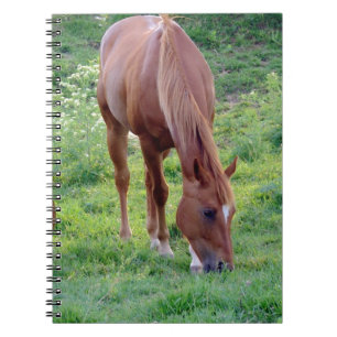 Carnet Hongre d'oseille