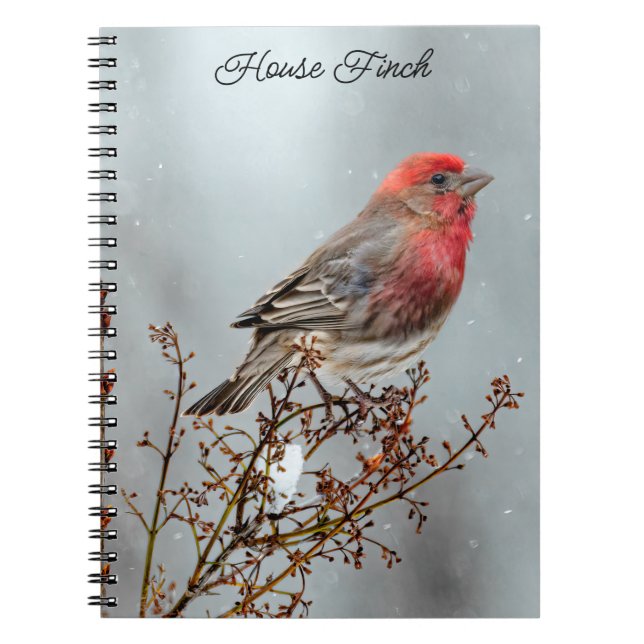 Carnet House Finch in Snow - Original Photograph (Devant)