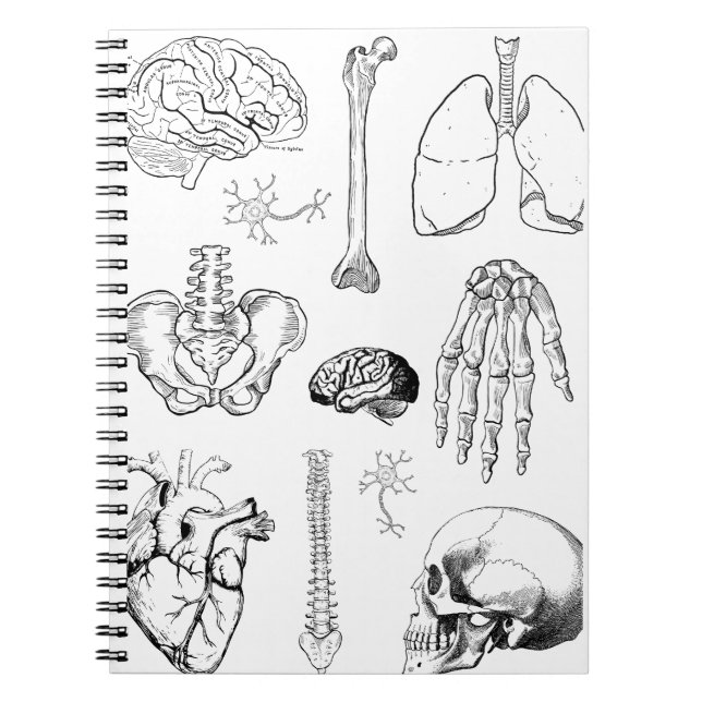 Carnet Human Anatomy Vintage Medical Illustration Set (Devant)