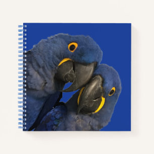 Carnet Hyacinth Macaw