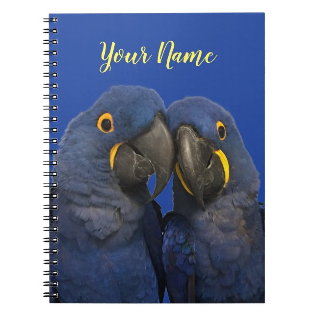 Carnet Hyacinth Macaw (Devant)