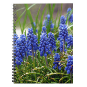 Carnet Hyacinthe de raisin