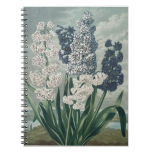 Carnet Hyacinthes (1807) - Exquise Botanique Vintage