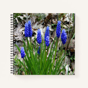 Carnet Hyacinthes de raisins...