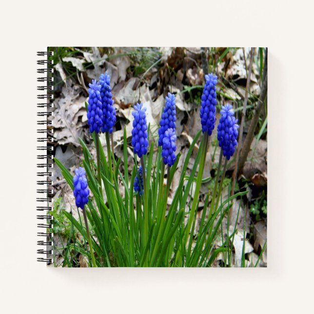 Carnet Hyacinthes de raisins... (Devant)