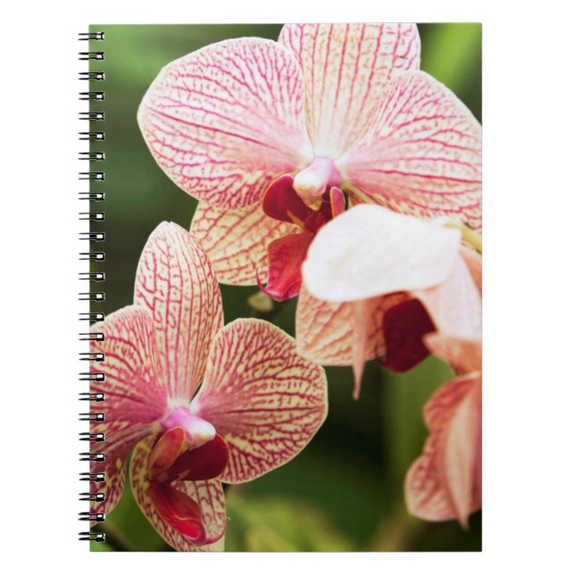 Carnet Hybride d'orchidée orange, Afrique du Sud (Devant)