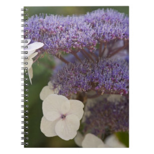 Carnet Hydrangea en fleurs, jardin chinois Dr Sun Yat-Sen