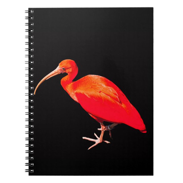Carnet Ibis écarlet (Devant)