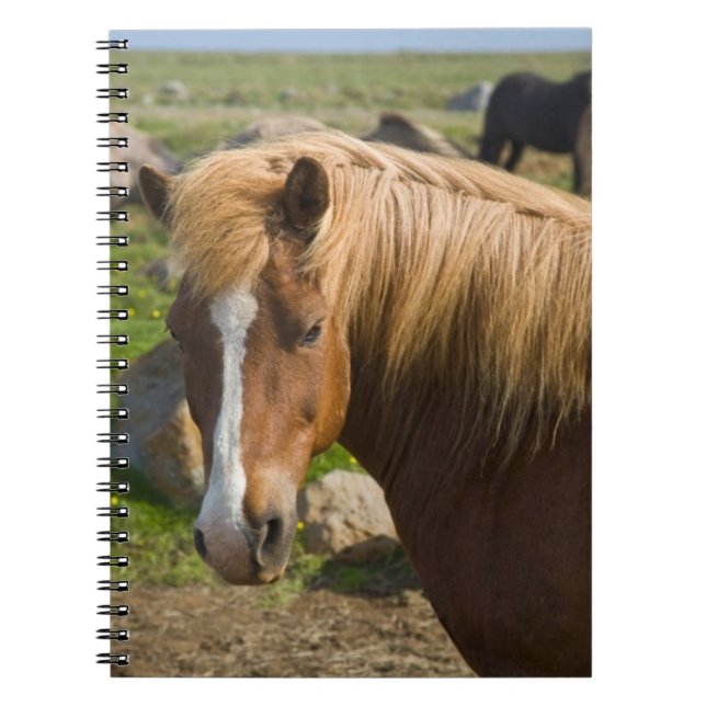 Carnet Icelandic Horses in Northeastern Iceland (Devant)