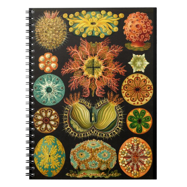 Carnet Illustration 6.5X8.75 de vie marine de Haeckel (Devant)