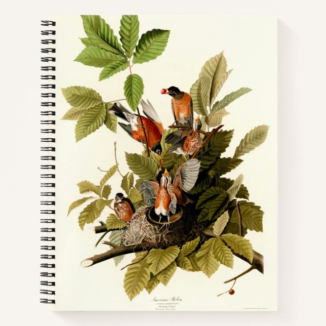 Carnet Illustration Audubon American Robin Wildlife Bird (Devant)