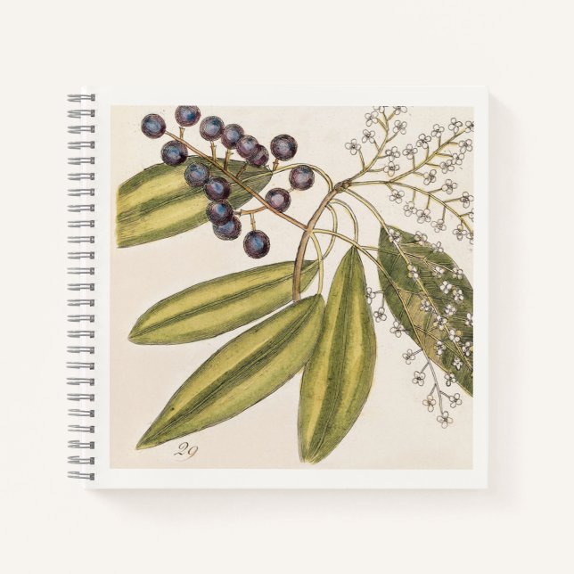 Carnet Illustration botanique bleu et blanc du 18e siècle (Devant)