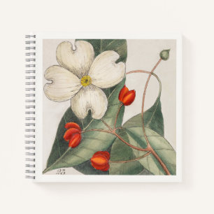 Carnet Illustration botanique de cornouiller Art du 18e s