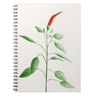 Carnet Illustration botanique d'usine de poivre de piment