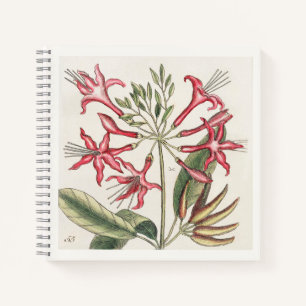 Carnet Illustration botanique rose Art du 18e siècle