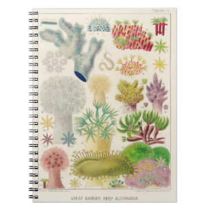 Carnet Illustration de biologie marine en Australie vinta