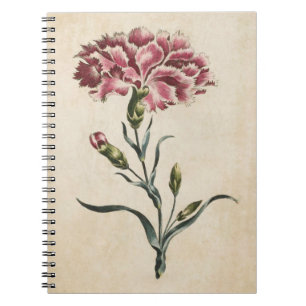 Carnet Illustration de l'oeillet végétal vintage