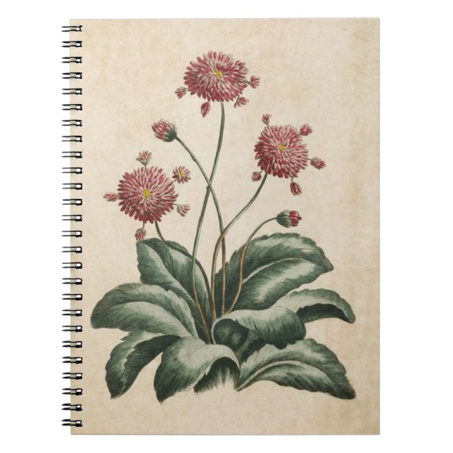 Carnet Illustration de marguerite vintage (Devant)