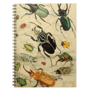Carnet Illustration des coléoptères vintages
