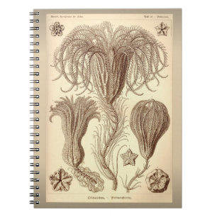 Carnet Illustration vintage du crinöide par Ernst Haeckel