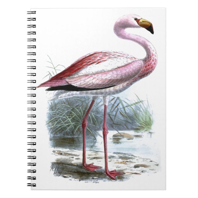 Carnet Illustration Vintage du Flamant rose Puna (Devant)