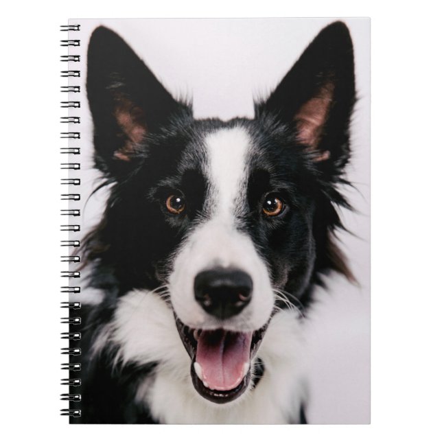 Carnet Images de Getty | A border collie de sourire (Devant)