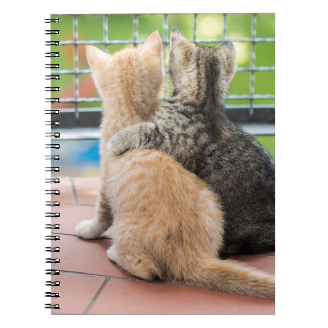 Carnet Images de Getty | deux chatons sur un balcon (Devant)