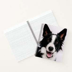 Carnet Images Getty Une Collie frontalière souriante