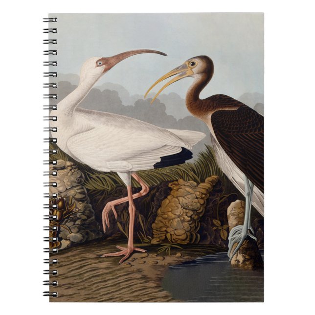 Carnet Impression d'oiseau Ibis blanc de John James Audub (Devant)