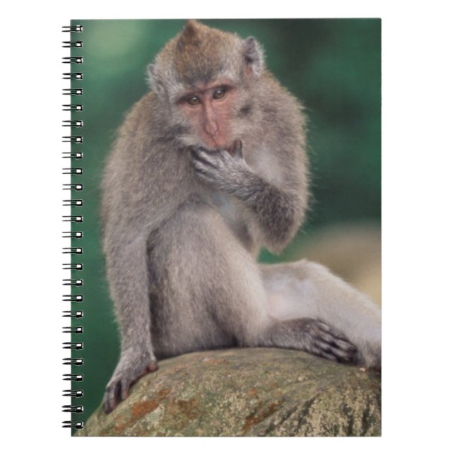 Carnet Indonésie, Bali, Ubud, Macaque à longue queue (Devant)