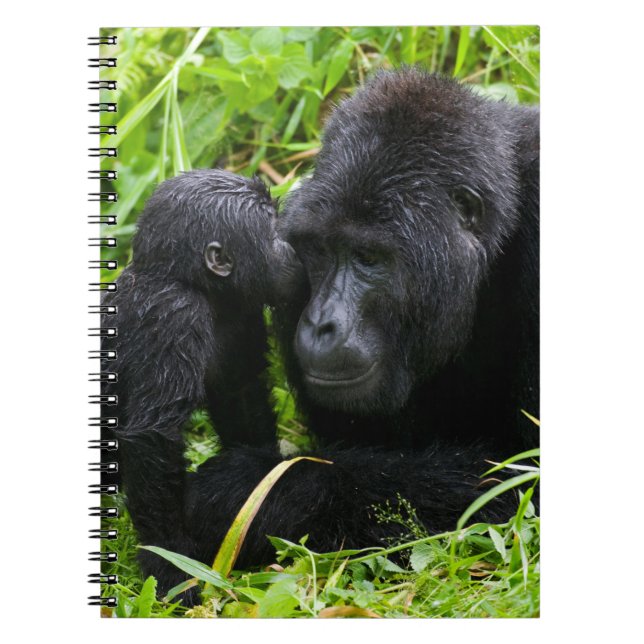 Carnet Infant Mountain Gorilla Kisses Silverback (Devant)