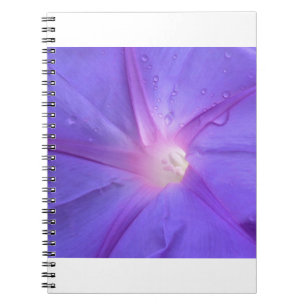 Carnet ipomée