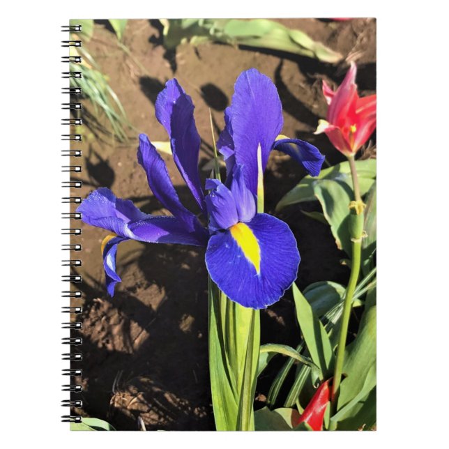Carnet Iris dans un champ de tulipes, Woodburn, Oregon (Devant)
